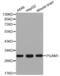 Phosphoglycerate Mutase 1 antibody, abx002946, Abbexa, Western Blot image 