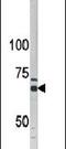 AarF Domain Containing Kinase 5 antibody, PA5-13893, Invitrogen Antibodies, Western Blot image 