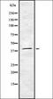 G-protein coupled receptor homolog U12 antibody, orb336490, Biorbyt, Western Blot image 