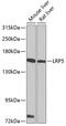 Low-density lipoprotein receptor-related protein 5 antibody, GTX64412, GeneTex, Western Blot image 