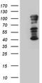 T-Box 3 antibody, TA811201S, Origene, Western Blot image 