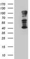 T-box transcription factor TBX3 antibody, TA811201S, Origene, Western Blot image 