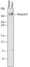 Tenascin XB antibody, PA5-46966, Invitrogen Antibodies, Western Blot image 