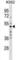 Makorin Ring Finger Protein 2 antibody, abx029345, Abbexa, Western Blot image 
