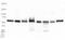 Heat Shock Protein Family D (Hsp60) Member 1 antibody, NBP1-77397, Novus Biologicals, Western Blot image 