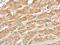 Serpin Family A Member 7 antibody, PA5-21992, Invitrogen Antibodies, Immunohistochemistry frozen image 