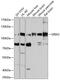 Glutamate Ionotropic Receptor AMPA Type Subunit 2 antibody, 13-036, ProSci, Western Blot image 
