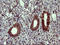 Tumor Protein P73 antibody, LS-C338111, Lifespan Biosciences, Immunohistochemistry frozen image 