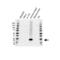 Rosenthal fiber component antibody, VMA00425, Bio-Rad (formerly AbD Serotec) , Western Blot image 