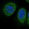 Eva-1 Homolog B antibody, NBP2-31991, Novus Biologicals, Immunofluorescence image 