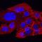 Roundabout Guidance Receptor 1 antibody, AF7118, R&D Systems, Immunocytochemistry image 