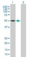 Zinc Finger CCHC-Type Containing 12 antibody, H00170261-B01P, Novus Biologicals, Western Blot image 