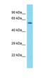 Cilia And Flagella Associated Protein 73 antibody, orb326920, Biorbyt, Western Blot image 