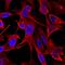 Calponin 1 antibody, MAB7900, R&D Systems, Immunofluorescence image 