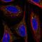 ADP Ribosylation Factor Like GTPase 4D antibody, NBP2-31820, Novus Biologicals, Immunofluorescence image 