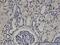 Zinc Finger Protein 266 antibody, MA5-21156, Invitrogen Antibodies, Immunohistochemistry paraffin image 
