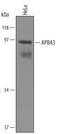 Amyloid beta A4 precursor protein-binding family A member 3 antibody, AF5689, R&D Systems, Western Blot image 