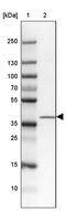 Zinc Finger CCCH-Type Containing 8 antibody, PA5-57065, Invitrogen Antibodies, Western Blot image 