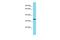 Vestigial Like Family Member 1 antibody, PA5-68954, Invitrogen Antibodies, Western Blot image 