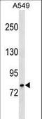 Galactosidase Beta 1 antibody, LS-C159733, Lifespan Biosciences, Western Blot image 