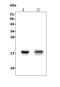 Ubiquitin D antibody, A01970-1, Boster Biological Technology, Western Blot image 