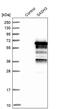 SAM and SH3 domain-containing protein 3 antibody, PA5-51511, Invitrogen Antibodies, Western Blot image 