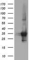 Proteasome Inhibitor Subunit 1 antibody, TA505192BM, Origene, Western Blot image 