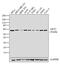 AKT Serine/Threonine Kinase 3 antibody, PA1-41700, Invitrogen Antibodies, Western Blot image 