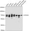 ATPase Family AAA Domain Containing 3A antibody, GTX32458, GeneTex, Western Blot image 