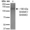 SH3 And Multiple Ankyrin Repeat Domains 3 antibody, LS-C773379, Lifespan Biosciences, Western Blot image 