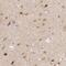 Gephyrin antibody, NBP1-87875, Novus Biologicals, Immunohistochemistry paraffin image 