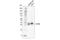 Transmembrane Protein 173 antibody, 80231S, Cell Signaling Technology, Western Blot image 