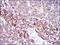 Fibrinogen Gamma Chain antibody, NBP2-37556, Novus Biologicals, Immunohistochemistry frozen image 