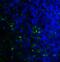 CD276 Molecule antibody, RF16095, ProSci Inc, Immunofluorescence image 