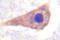 Catalase antibody, LS-C176490, Lifespan Biosciences, Immunohistochemistry paraffin image 