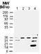 Cre Recombinase antibody, NB100-56134, Novus Biologicals, Western Blot image 