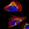 Leucine Zipper And EF-Hand Containing Transmembrane Protein 1 antibody, NBP1-89556, Novus Biologicals, Immunofluorescence image 