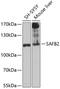 Scaffold Attachment Factor B2 antibody, 14-501, ProSci, Western Blot image 