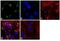 Proteasome Subunit Alpha 1 antibody, PA1-1756, Invitrogen Antibodies, Immunofluorescence image 