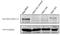 TAO Kinase 1 antibody, NBP2-50324, Novus Biologicals, Western Blot image 
