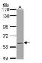 CBFA2/RUNX1 Partner Transcriptional Co-Repressor 2 antibody, GTX108813, GeneTex, Western Blot image 