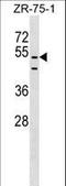 PDZ Domain Containing 3 antibody, LS-C158567, Lifespan Biosciences, Western Blot image 