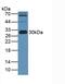Apolipoprotein A1 antibody, abx131726, Abbexa, Western Blot image 