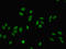 Mediator Complex Subunit 22 antibody, LS-C395615, Lifespan Biosciences, Immunofluorescence image 