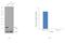 Cyclin Dependent Kinase 5 antibody, AHZ0492, Invitrogen Antibodies, Western Blot image 