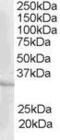 CAMP Responsive Element Modulator antibody, PA5-18313, Invitrogen Antibodies, Western Blot image 