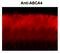 ATP Binding Cassette Subfamily A Member 4 antibody, GTX82741, GeneTex, Immunohistochemistry frozen image 