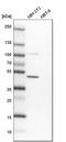 BTB Domain Containing 3 antibody, HPA042048, Atlas Antibodies, Western Blot image 