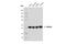 Tubulin antibody, 86298S, Cell Signaling Technology, Western Blot image 