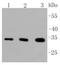 Pim-1 Proto-Oncogene, Serine/Threonine Kinase antibody, NBP2-67528, Novus Biologicals, Western Blot image 